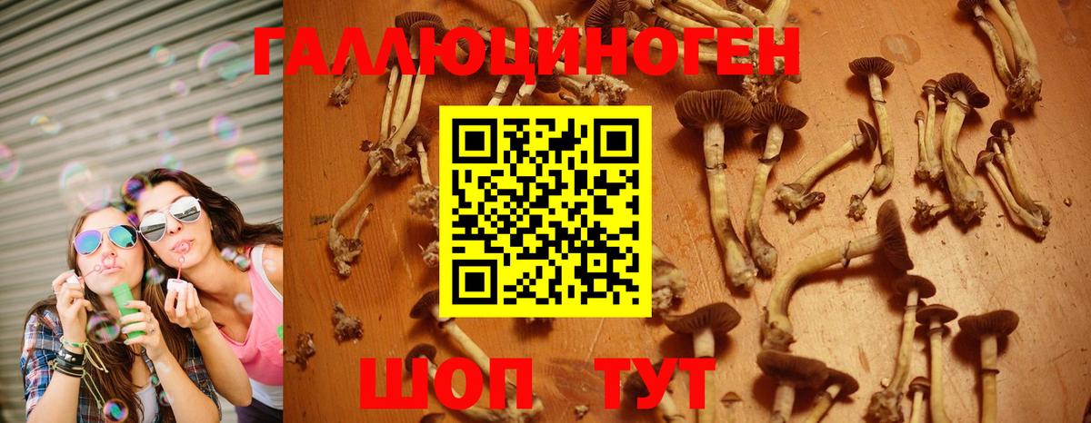 Галлюциногенные грибы Psilocybine cubensis Новочебоксарск